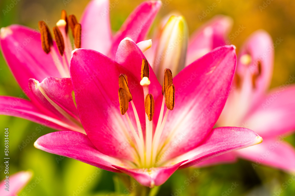 Beautiful pink lilies blooming in the garden, care for seasonal plants
