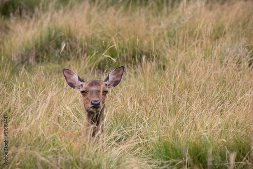Wallpaper Mural Bambi Torontodigital.ca