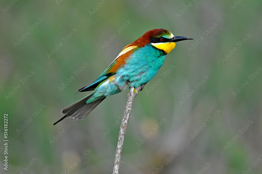Bienenfresser // European bee-eater (Merops apiaster) Bienenfresser // European bee-eater (Merops apiaster)