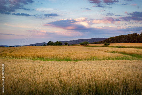 Rye field at sunset. Summer evening landscape.