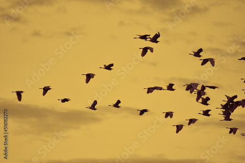 flock of birds © Mohan