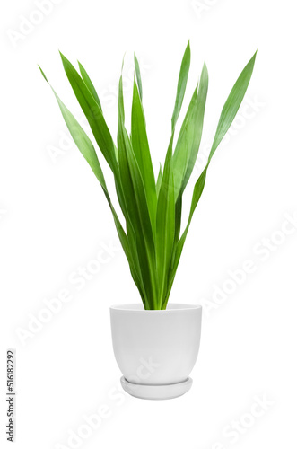 Ornamental plants in white pots Sun Xavieria with long green leaves Isolated on a white background