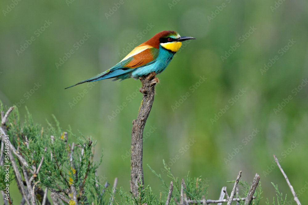 European bee-eater // Bienenfresser (Merops apiaster) - Greece European bee-eater // Bienenfresser (Merops apiaster) - Greece