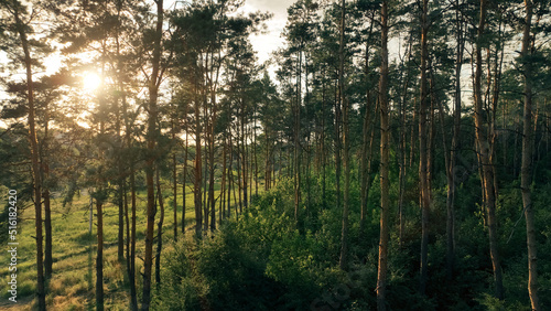 cinematic wood land scenic view of forest edge and pine trees panoramic nature photography with sunset light and glare effects, panorama format