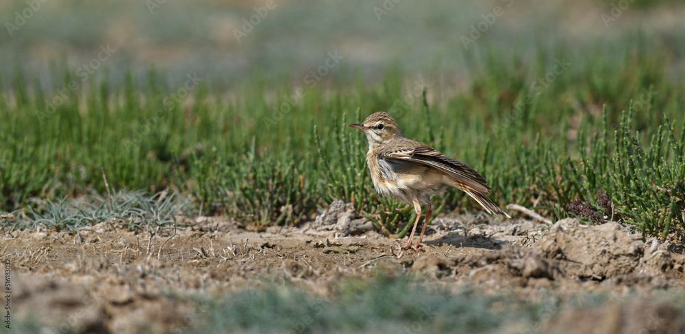 Tawny pipit // Brachpieper (Anthus campestris) - Axios Delta National Park, Greece // Griechenland Tawny pipit // Brachpieper (Anthus campestris) - Axios Delta National Park, Greece // Griechenland