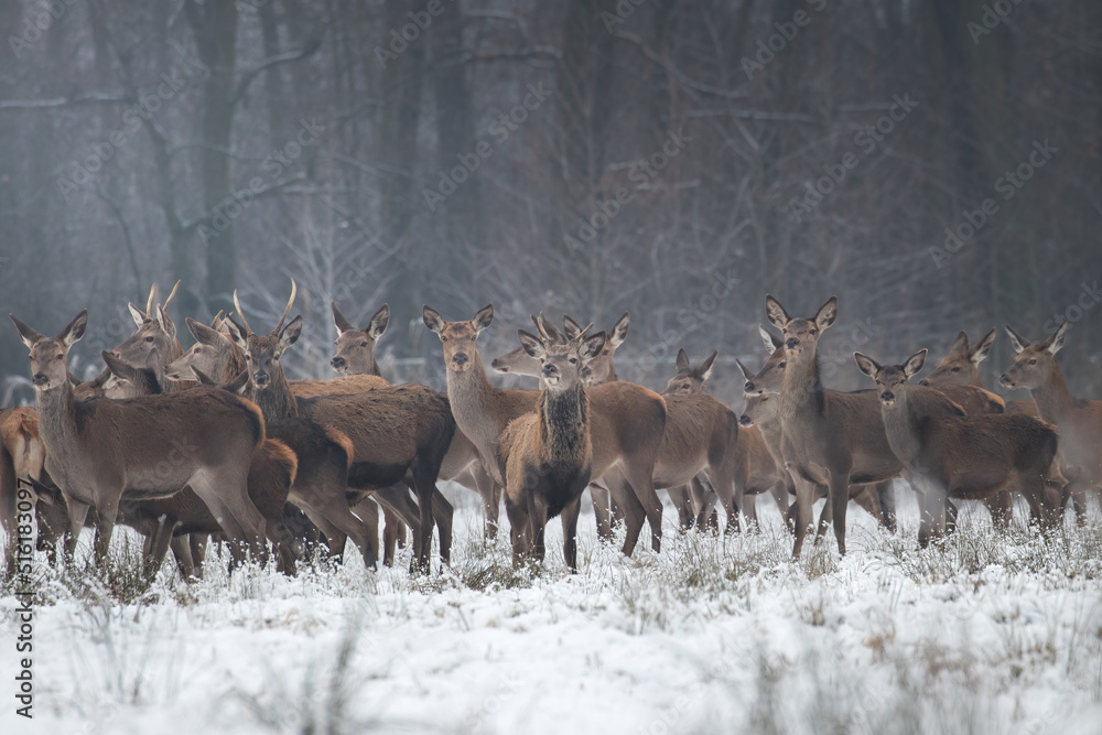 Beautiful herd of red deer, Cervus elaphus, on a white meadow in the snow, large forest animals in the game refuge, nature reserve in winter, beautiful snow-covered meadow and wild animals Beautiful herd of red deer, Cervus elaphus, on a white meadow in the snow, large forest animals in the game refuge, nature reserve in winter, beautiful snow-covered meadow and wild animals