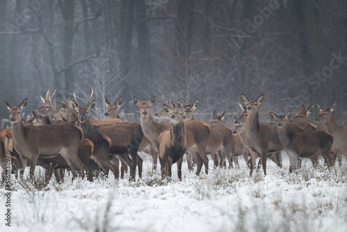 Beautiful herd of red deer, Cervus elaphus, on a white meadow in the snow, large forest animals in the game refuge, nature reserve in winter, beautiful snow-covered meadow and wild animals