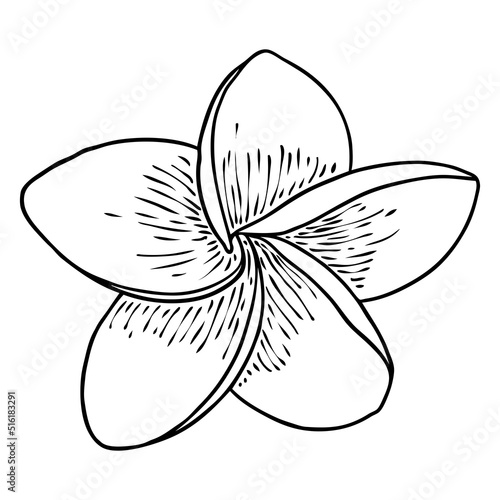Plumeria open buds. Traditional Hawaii tropical necklace or neck wreath flower design element. Welcome invitation decoration. Drawing line art from real Plumeria. Vector.