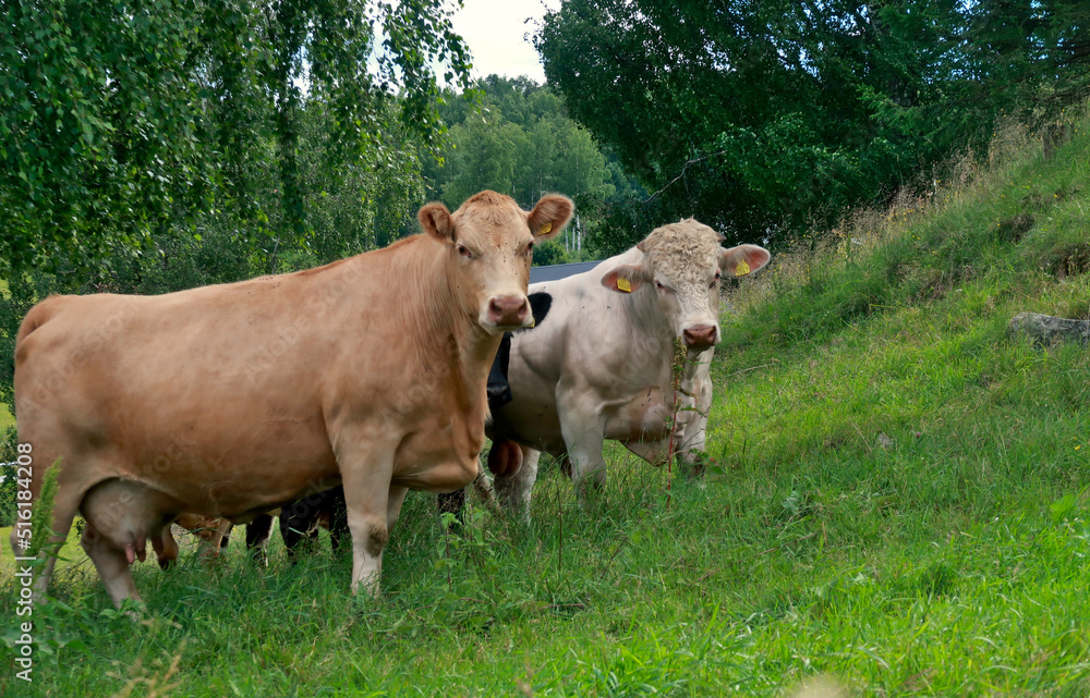 two cows in the field