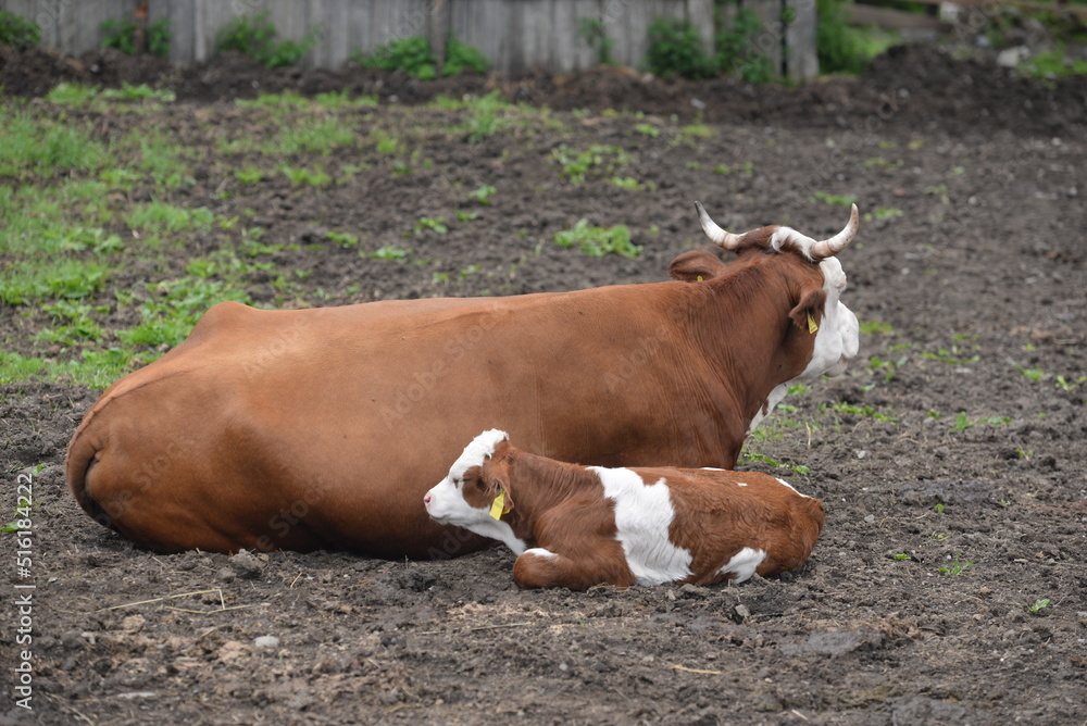 Tierliebe auf dem Land. Braungefleckte Kuh mit Kalb liegend im Freien Tierliebe auf dem Land. Braungefleckte Kuh mit Kalb liegend im Freien
