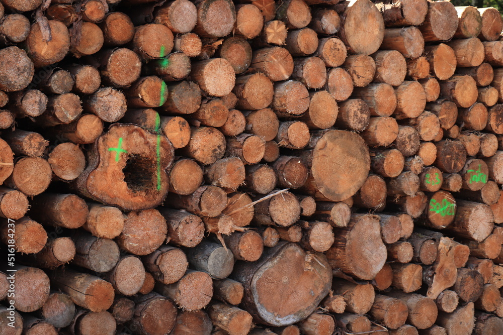 Fototapeta premium Stack of chopped firewood in forest