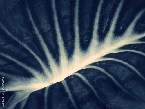 Close-up view of leaves with stripes