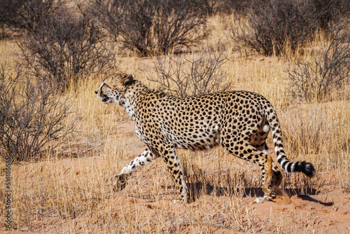 Cheetah walking in dry land in Kgalagadi transfrontier park, South Africa ; Specie Acinonyx jubatus family of Felidae