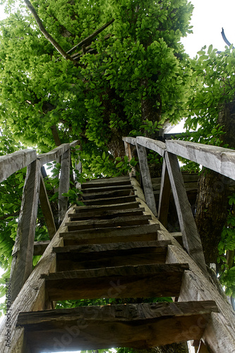A wooden staircase rises up the trunk of a tree