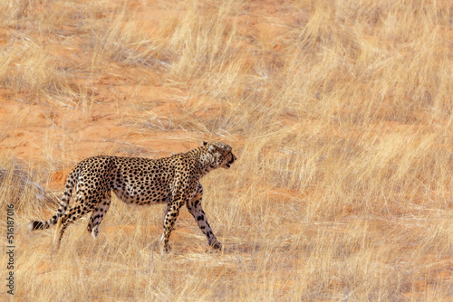 Cheetah walking in dry savannah in Kgalagadi transfrontier park  South Africa   Specie Acinonyx jubatus family of Felidae