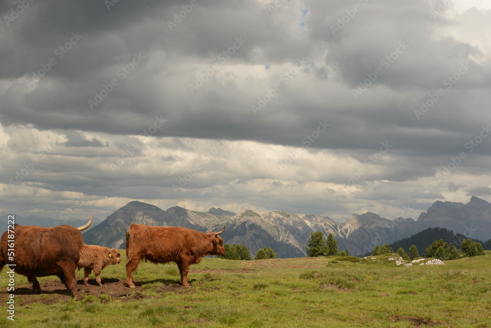 in den highlands. Schottische Hochlandrinder auf der Almweide vor Bergpanorama in den highlands. Schottische Hochlandrinder auf der Almweide vor Bergpanorama