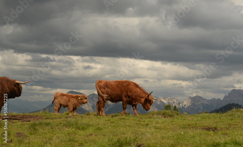 in den highlands. Schottische Hochlandrinder auf der Almweide vor Bergpanorama © Grubärin