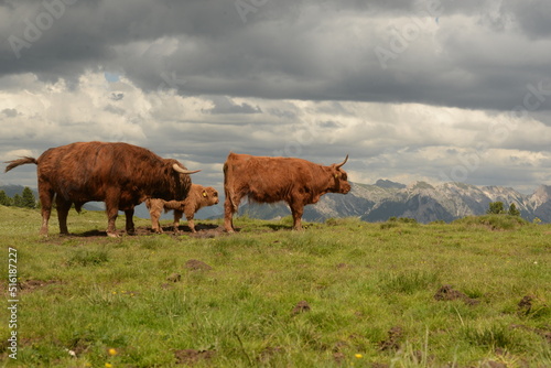 Fototapeta Naklejka Na Ścianę i Meble -  in den highlands. Schottische Hochlandrinder auf der Almweide vor Bergpanorama