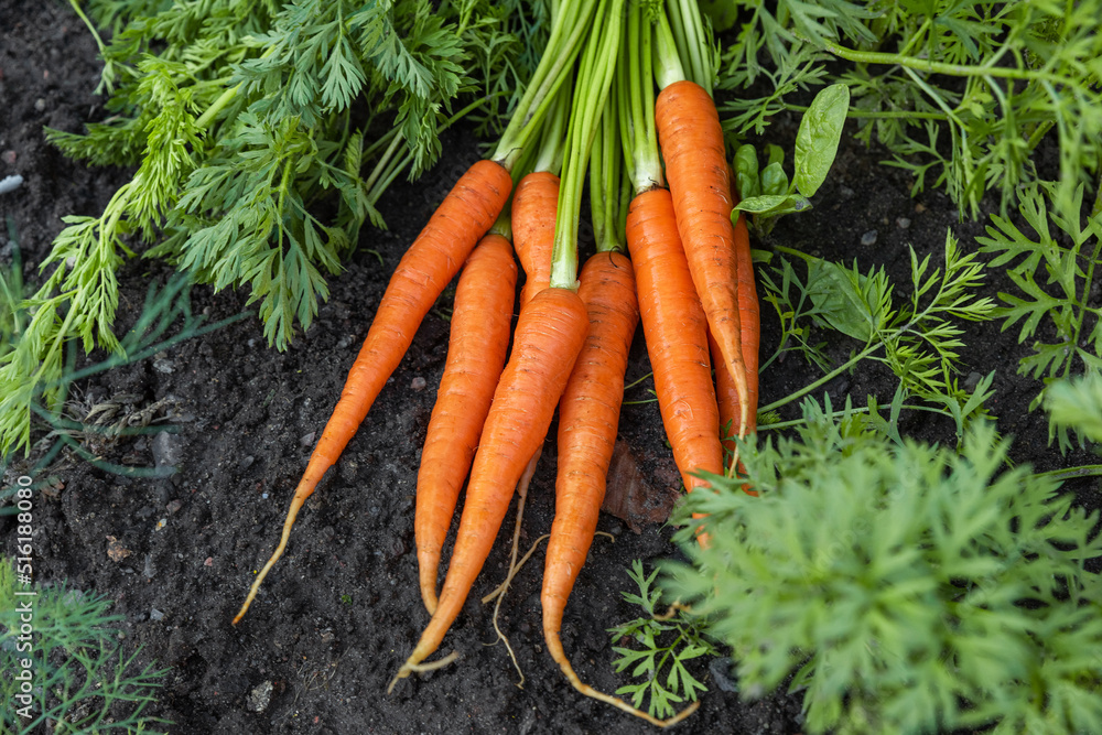 Obraz na płótnie Fresh harvesting carrots on the ground in vegetable garden. Organic vegetables. Healthy vegan food. Gardening concept w salonie