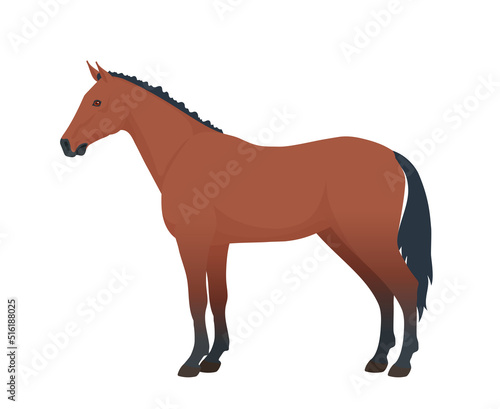 Horse. Vector isolated on a white bacground