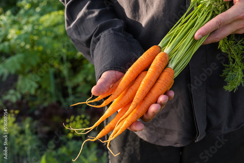 Organic fresh harvested vegetables. Farmers hands holding carrot roots in the garden. Agriculture concept