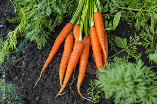 Foto Fresh harvesting carrots on the ground in vegetable garden