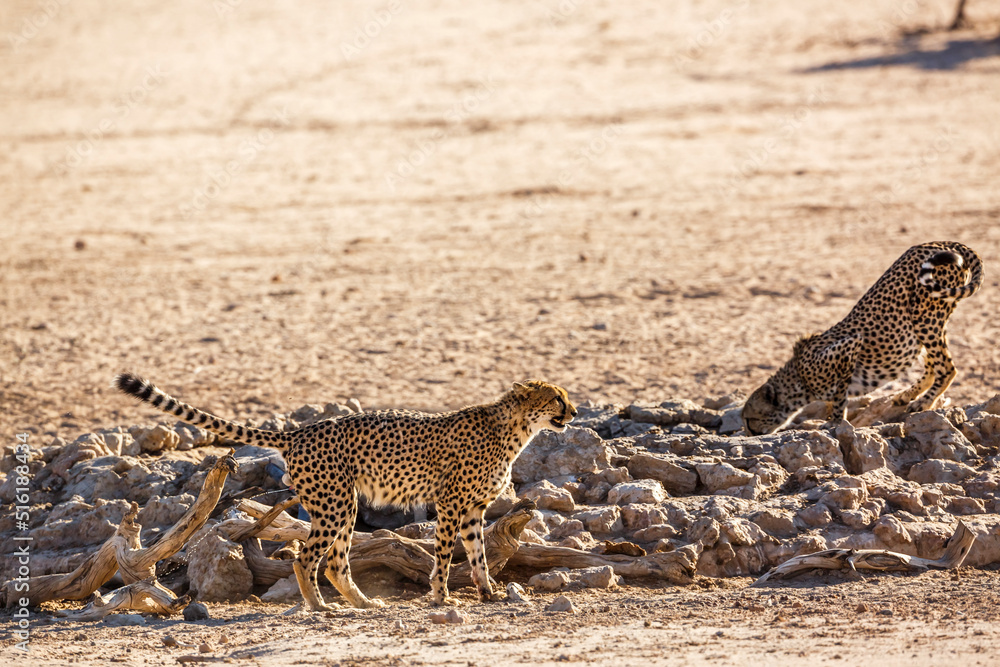 Obraz premium Two Cheetahs one urinating and one drinking at waterhole in Kgalagadi transfrontier park, South Africa ; Specie Acinonyx jubatus family of Felidae