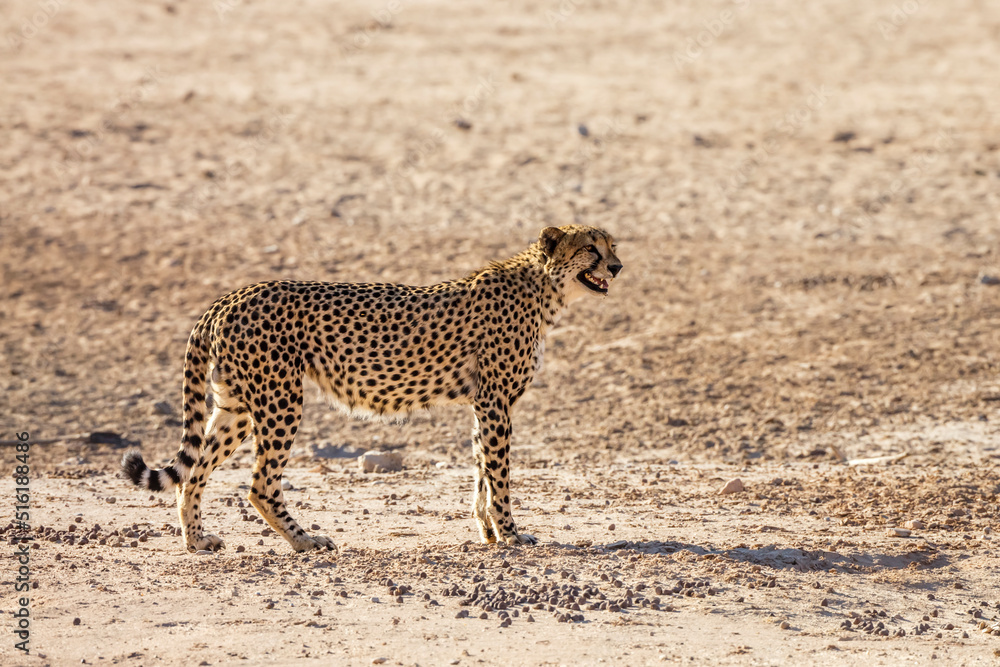 Obraz premium Cheetah standing proudly in desert land in Kgalagadi transfrontier park, South Africa ; Specie Acinonyx jubatus family of Felidae