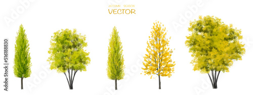 Vector watercolor autumn tree side view isolated on white background for landscape and architecture drawing, elements for environment or and garden,botanical elements for section 