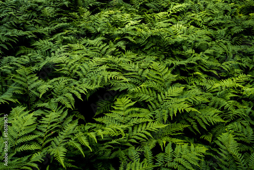 carpet of ferns