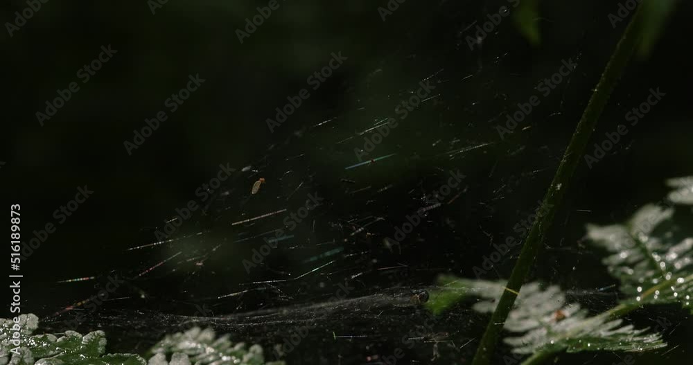 Large green bushes of ferns with long pinnate leaves sway in the light wind. Large green bushes of ferns with long pinnate leaves sway in the light wind.