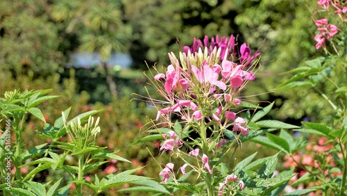 Beautiful flowers of Cleome spinosa also known as spider flower, Spiny spiderflower, Tarenaya hassleriana etc. photo