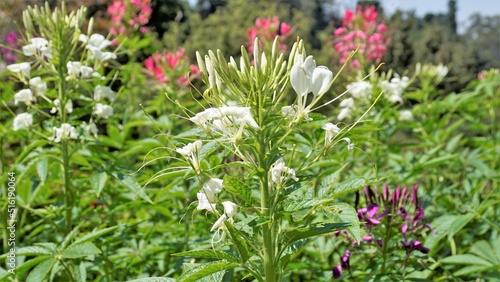 Beautiful flowers of Cleome spinosa also known as spider flower, Spiny spiderflower, Tarenaya hassleriana etc. photo