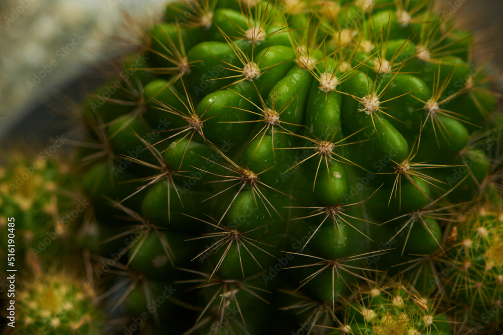 cactus close up cactus close up