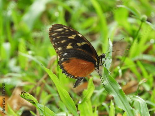 Butterfly on a blade of wet grass