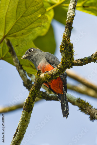 Blue-crowned Trogon. Trogon curucui photo