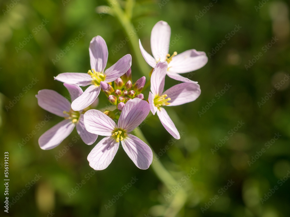 cuckooflower in spring cuckooflower in spring
