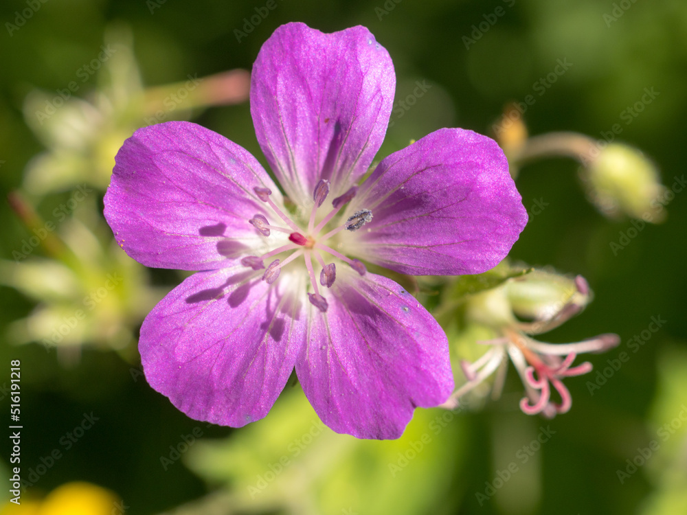 geranium close up