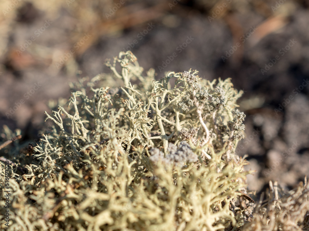 gray lichen close up gray lichen close up