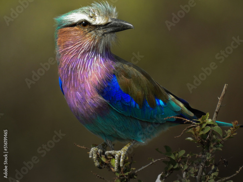 lilac roller