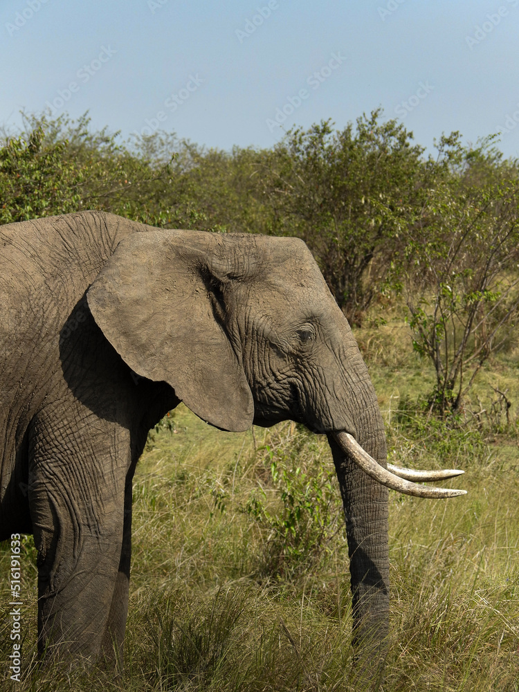 Fototapeta premium Elephant's Profile