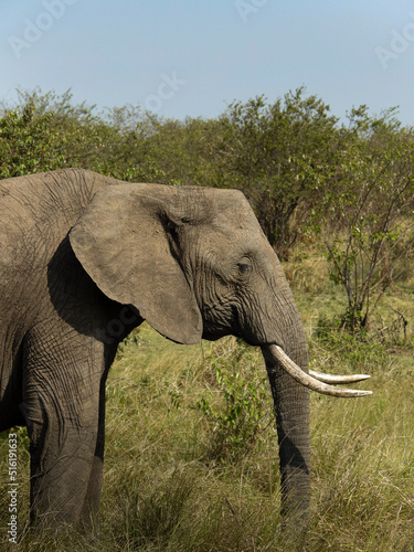 Elephant's Profile