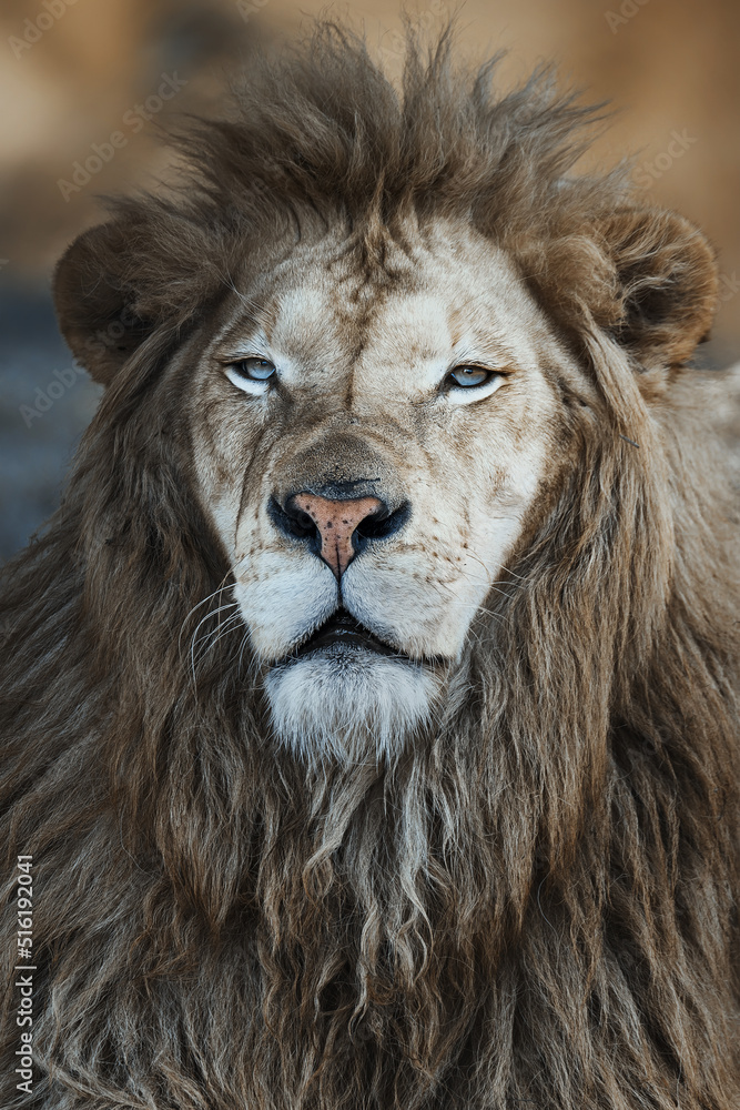 Fototapeta premium The South African Lion (Panthera leo krugeri) portrait detail head king lion