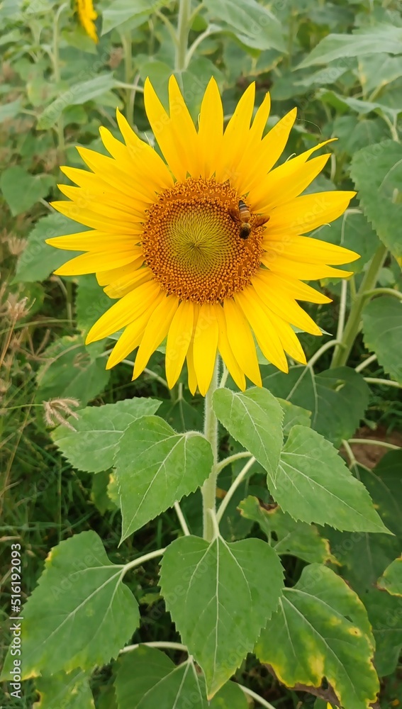 sunflower in the garden sunflower in the garden