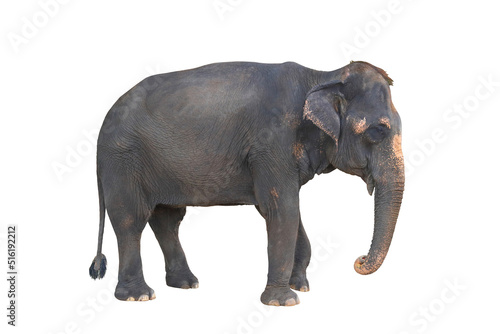 Elephant isolated on white background.