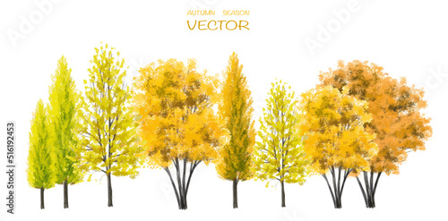 Vector watercolor autumn tree side view isolated on white background for landscape and architecture drawing, elements for environment or and garden,botanical elements for section 