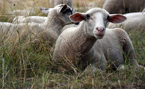 Fototapeta Naklejka Na Ścianę i Meble -  Schafe auf einer dürren Weide