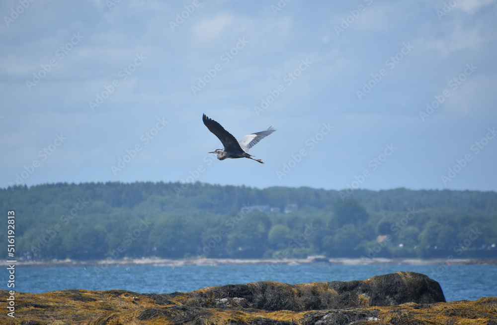 Beautiful Blue Heron Flying Over the Ocean Beautiful Blue Heron Flying Over the Ocean