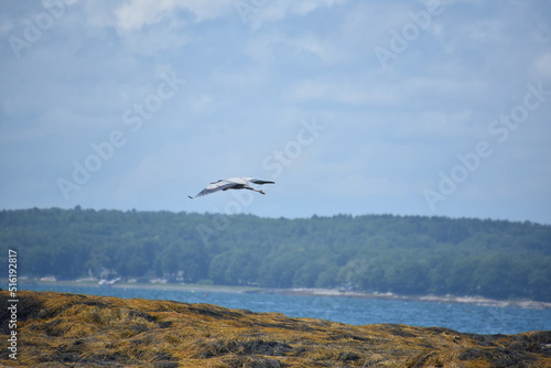 Heron Gliding Over Seaweed in Casco Bay