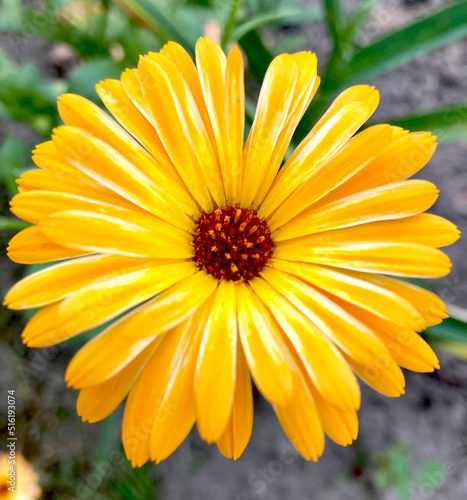 Orange calendula flowers. Blooming marigold flowers. Fresh organic calendula marigold flowers background. Medicinal herbs. Summer marigold flowers.